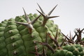 euphorbia stellaspina klein  9513 sm