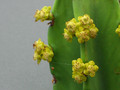 euphorbia ingens 1849
