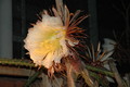 selenicereus grandiflorus koenigin 2006 05 9737