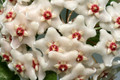 hoya fungii 9306