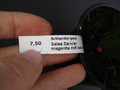 schlumbergera salsa dancer 1624