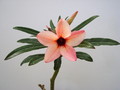 adenium hybr the peach000