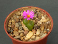 conophytum pellucidum cupreatum 1646
