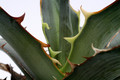 agave lophantha 0105