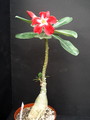 adenium us star 03