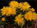 faucaria tuberculosa 3765