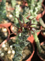 caralluma wissmannii yemen1