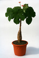jatropha podagrica 0466