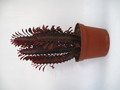 euphorbia trigona rubra 8652