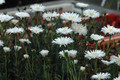 lampranthus schiewe 03