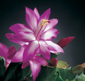 schlumbergera jolly dancer 01