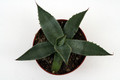 agave parryi huachucensis 0142