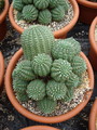 euphorbia stellaespina