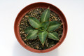 agave triangularis 7661