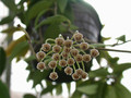 hoya micrantha1
