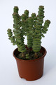 crassula rupestris marnierana jade neolade 7173