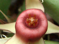 huernia procumbens karoo 0723