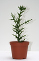euphorbia stenoclada 3567