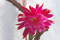 eh daisy dean 5971 02