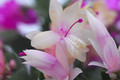 schlumbergera sorten 10014