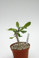 euphorbia erythrocullata 01