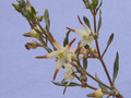 brachystelma nanum 1857