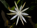 eh jalisco passion 02