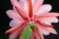 eh rose queen 8791 4738