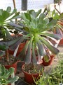 aeonium arboreum artropurp02
