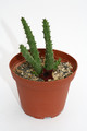 huernia keniensis 9247