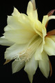 eh yellow gem 9910 8319