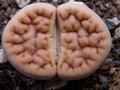 lithops karasmontana jacobseniana 03