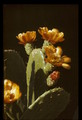 opuntia ficus-indica 077