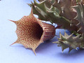 huernia levyi 1986