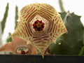 huernia thuretii d1449 07