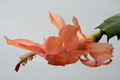 schlumbergera christmas fantasy 6353