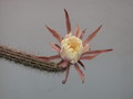 nyctocereus hirschtianus 42