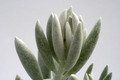 senecio haworthii 7563