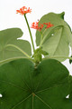 jatropha podagrica 0468