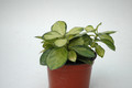 hoya australis lisa 6538