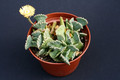 aloinopsis malherbei 3207
