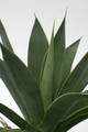 agave attenuata serulata 0053