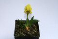 iris melitta 7848