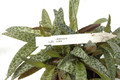 ledebouria scialis 03