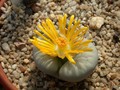 lithops karasmontana eberlanzii c208 01