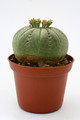 euphorbia symmetrica 9792