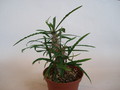 euphorbia genoudiana 72