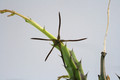 caralluma gracilipes 7823