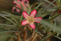 adenium somalense 15