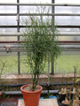 euphorbia tirucalli
